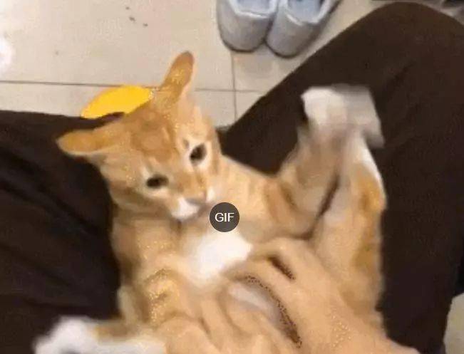 主人抓猫肚子,猫咪伸手反击,结果让主人玩得停不下来