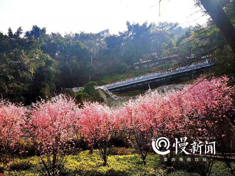 春暖花开,群花竞芳菲!重庆春季最全赏花地图来了