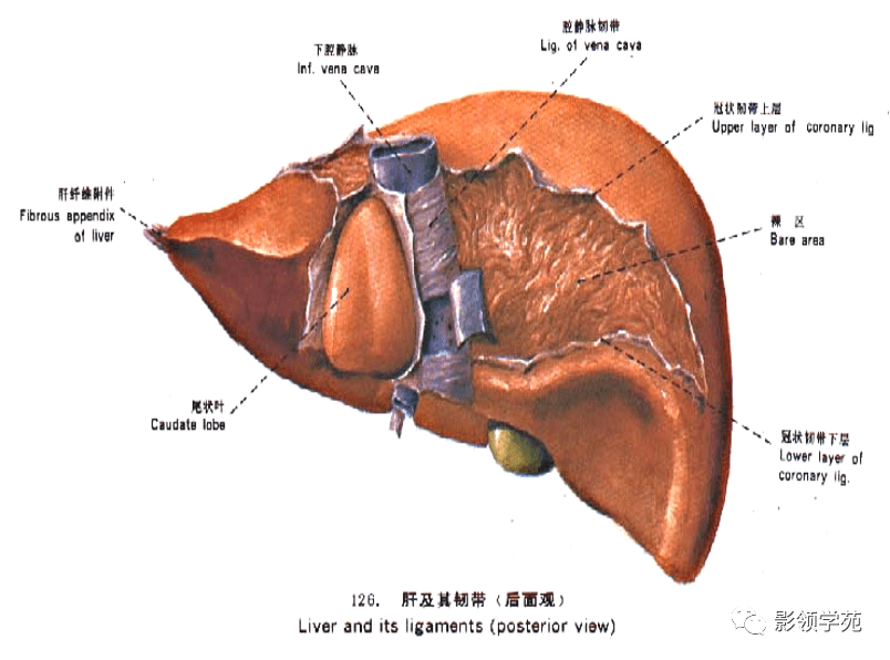 最全总结肝脏的表面解剖及分叶分段太赞了