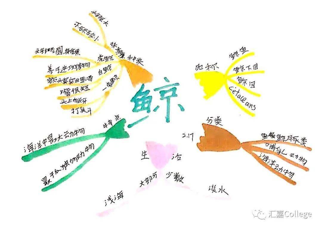 思维导图明星学员展—高晨依