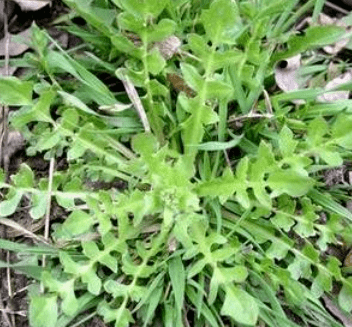 春天来了,这10种野菜堪称"天然食物药",快为家人收好了