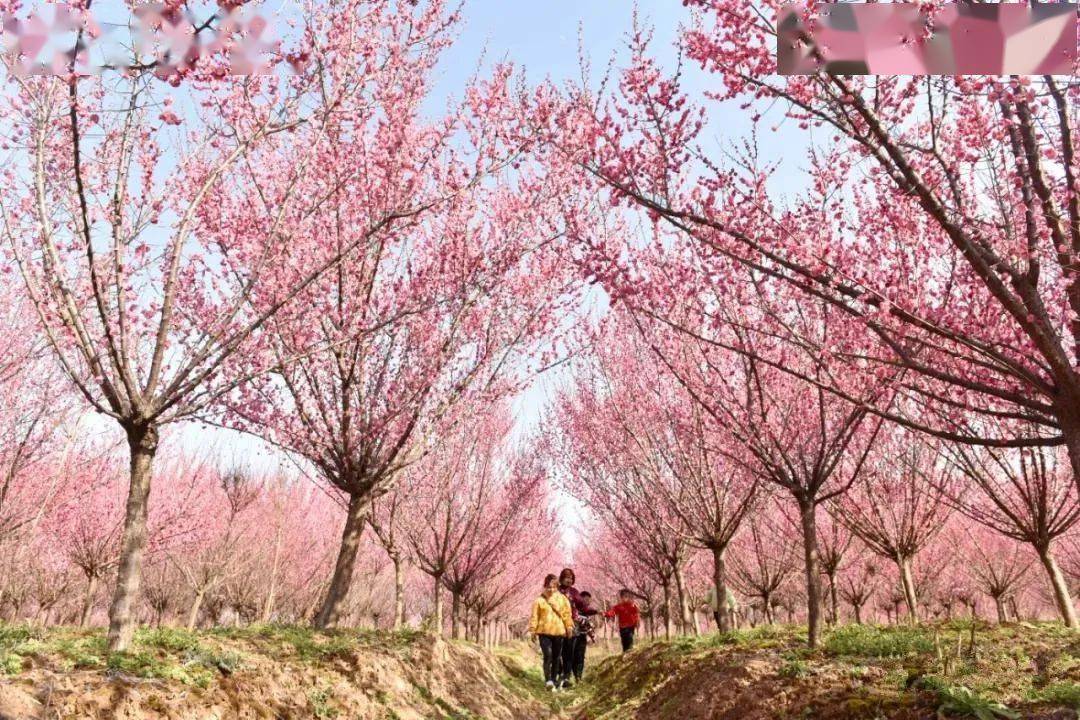 春游巢湖系列之庙岗乡清水湾梅花园