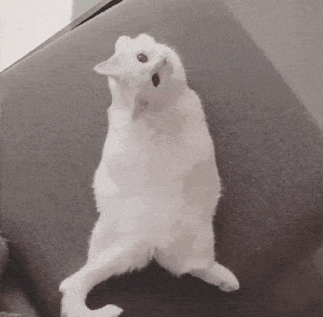 猫真的知道猫尾巴是自己的吗?