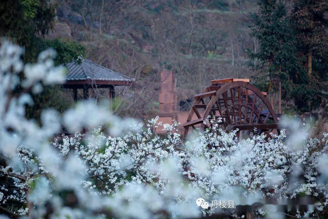 下一站我们来到齐乐镇梅湾村的国家3a级旅游景区——丹棱·桃花源景区