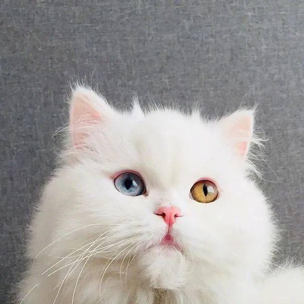 我寻思异瞳猫能有多漂亮,直到.