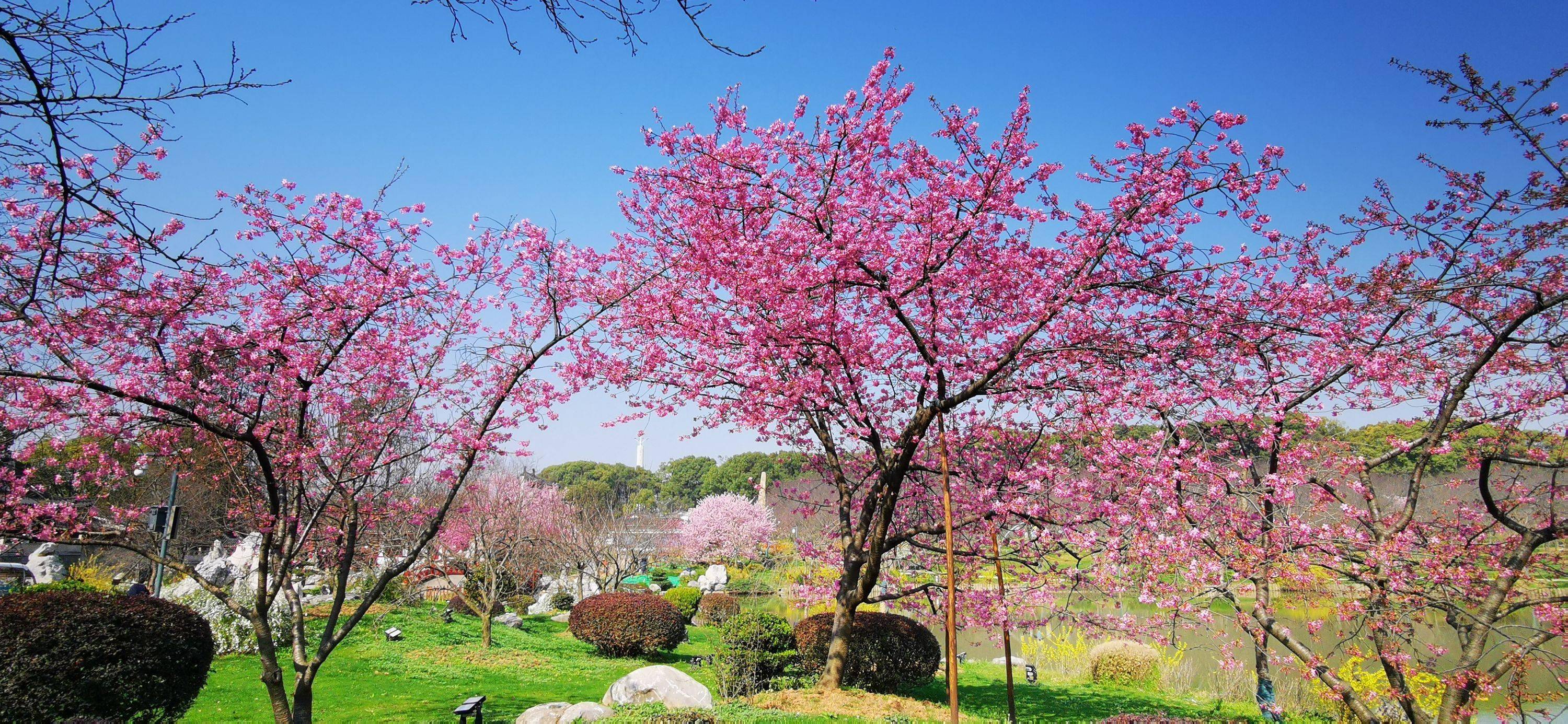 东湖樱花园27日开园,你想知道的都在这里