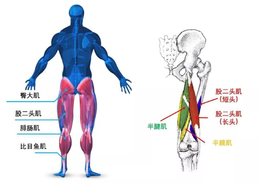 【干货】治疗 " 腰腿疼痛 " 重要思路