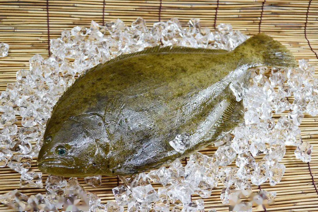 高眼鲽(plaice)