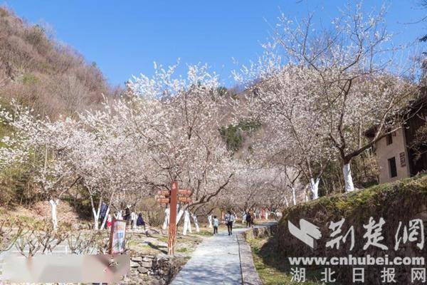 果香四溢,小川村岩屋村金丝皇菊惹人注目,王家村樱花桃花山里猫居野趣