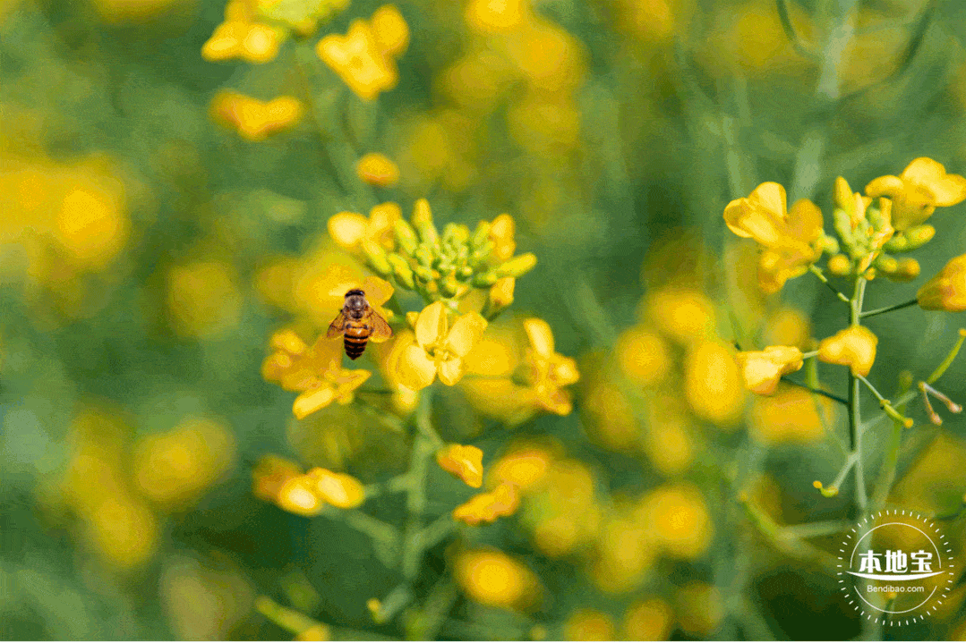 10万余株,3300㎡ 深圳五彩油菜花绝美盛开!快去打卡