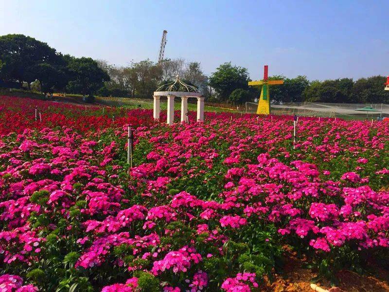 假日国旅东莞百花洲烟雨松花湖赏花一天游198元人