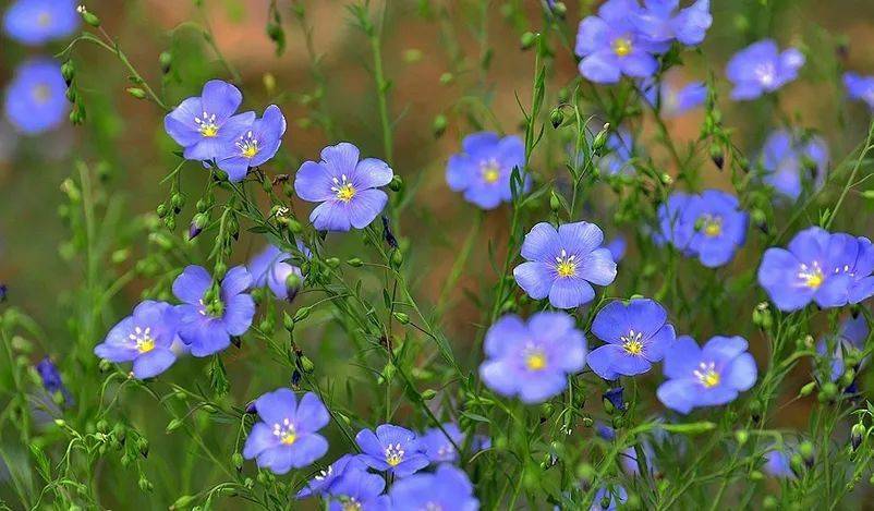 蓝亚麻花是蓝色系的早春开花种类之一,  在乍暖还寒的早春时节,  别的