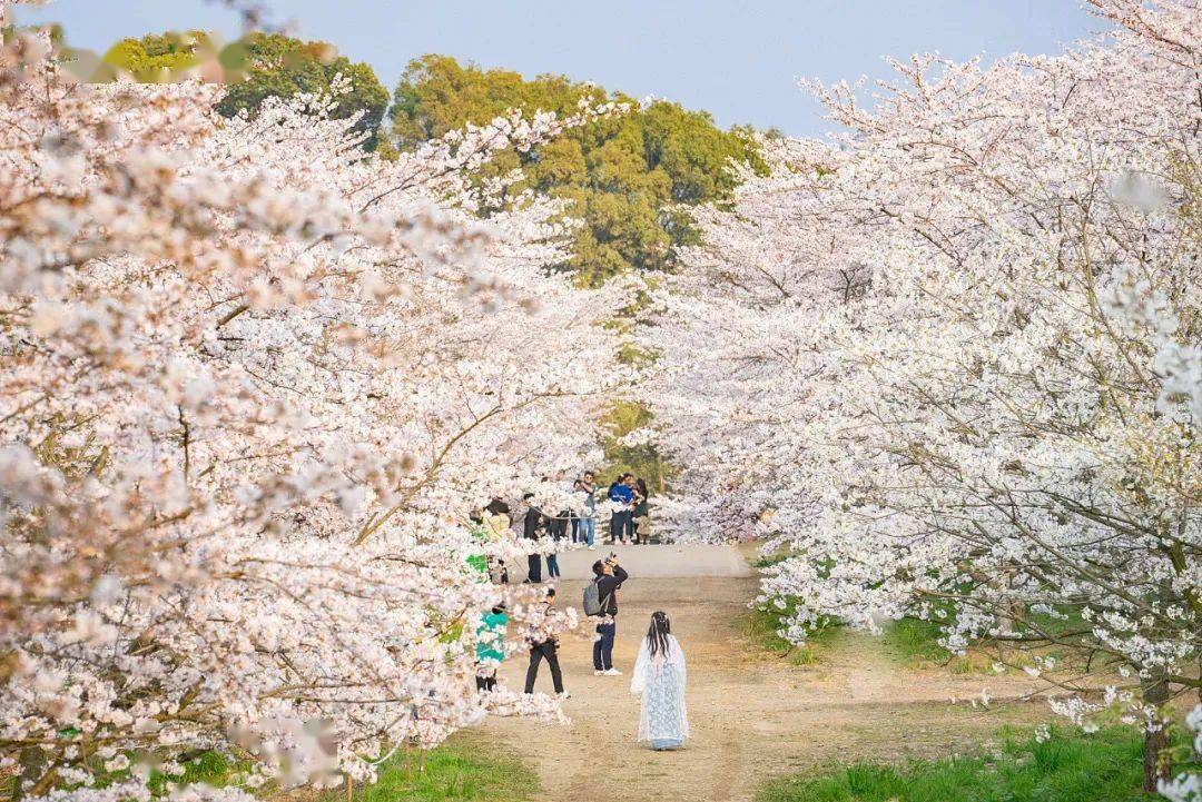 『浪漫樱花』打卡平坝万亩樱花林,七彩乡村2日自驾