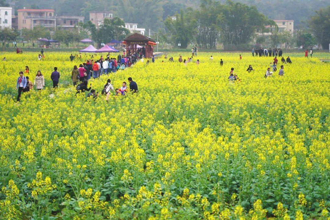 37号新年第一徒2021花都梯面油菜花节18公里徒步大会赏红山村醉美油菜