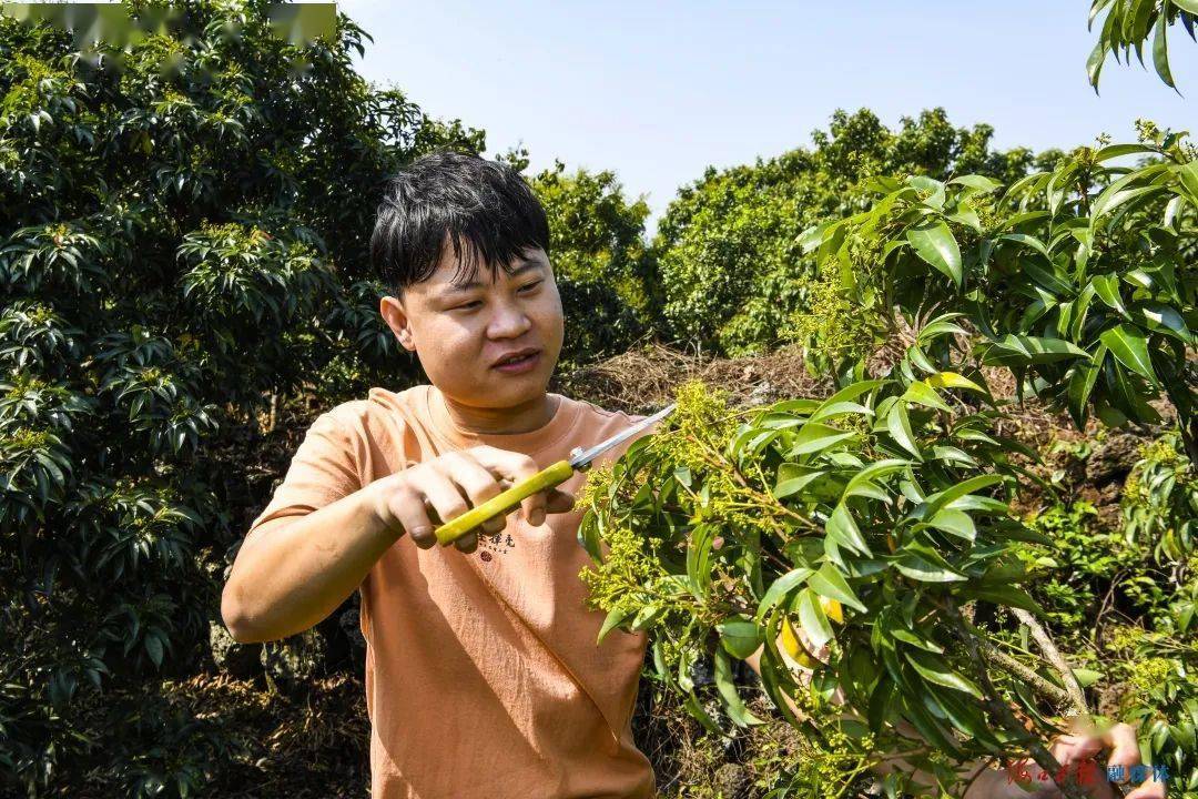 新春走基层98海口火山荔枝迎来控花保果期果农疏花忙