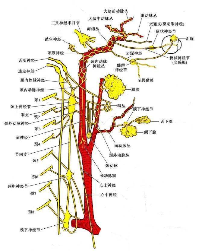 交感神经—颈部解剖简介