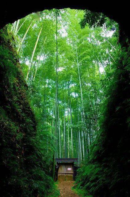 《竹林听雨》宁静,淡泊,悠远!