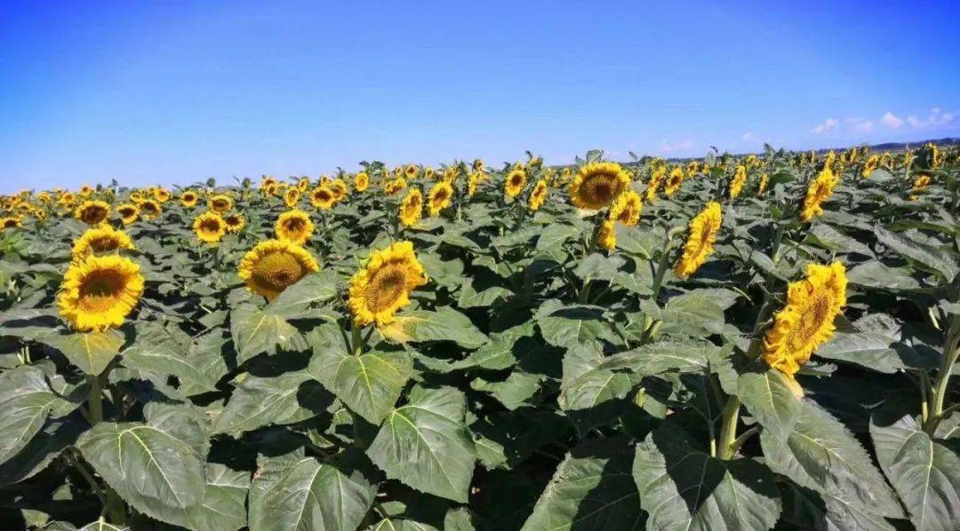 2021年还能不能种植食葵了2021年不但可以种植食葵而且还极有可能是一