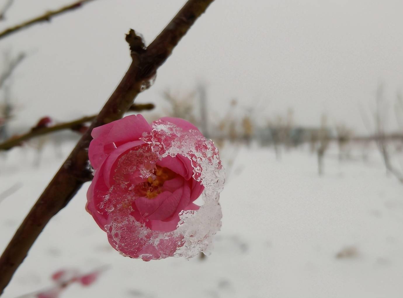 白水县初春雪景如画