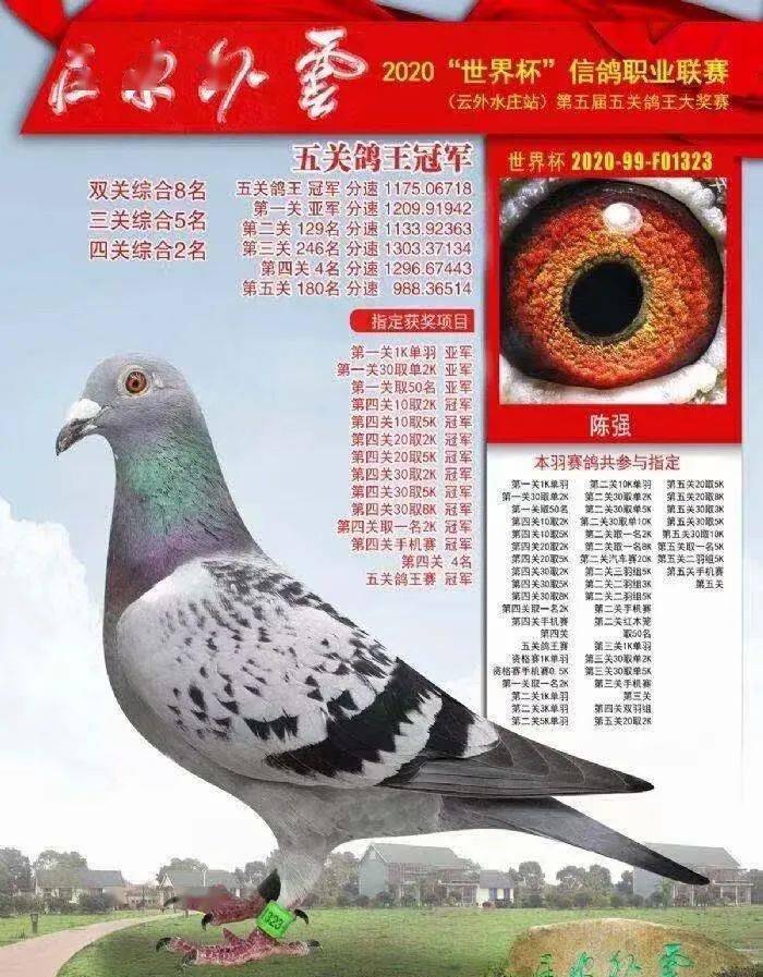 20,2020年 新疆西域龙翔超级鸽王争霸赛五关综合鸽王冠军,鸽主 帅欢