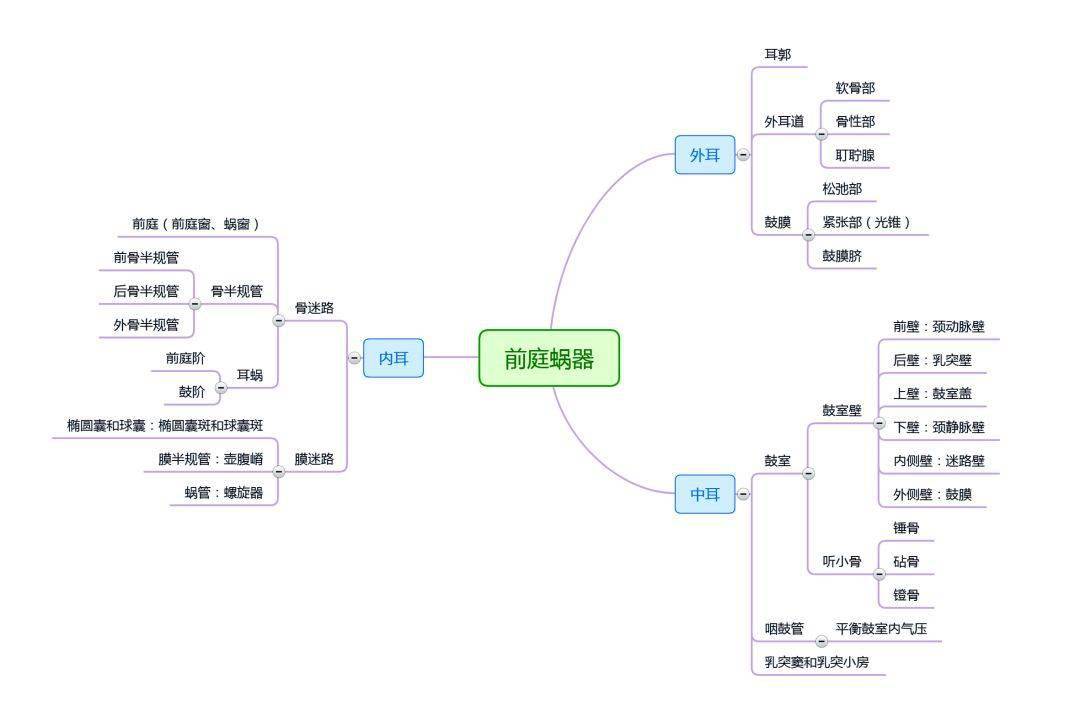 思维导图解剖学这样记忆更高效