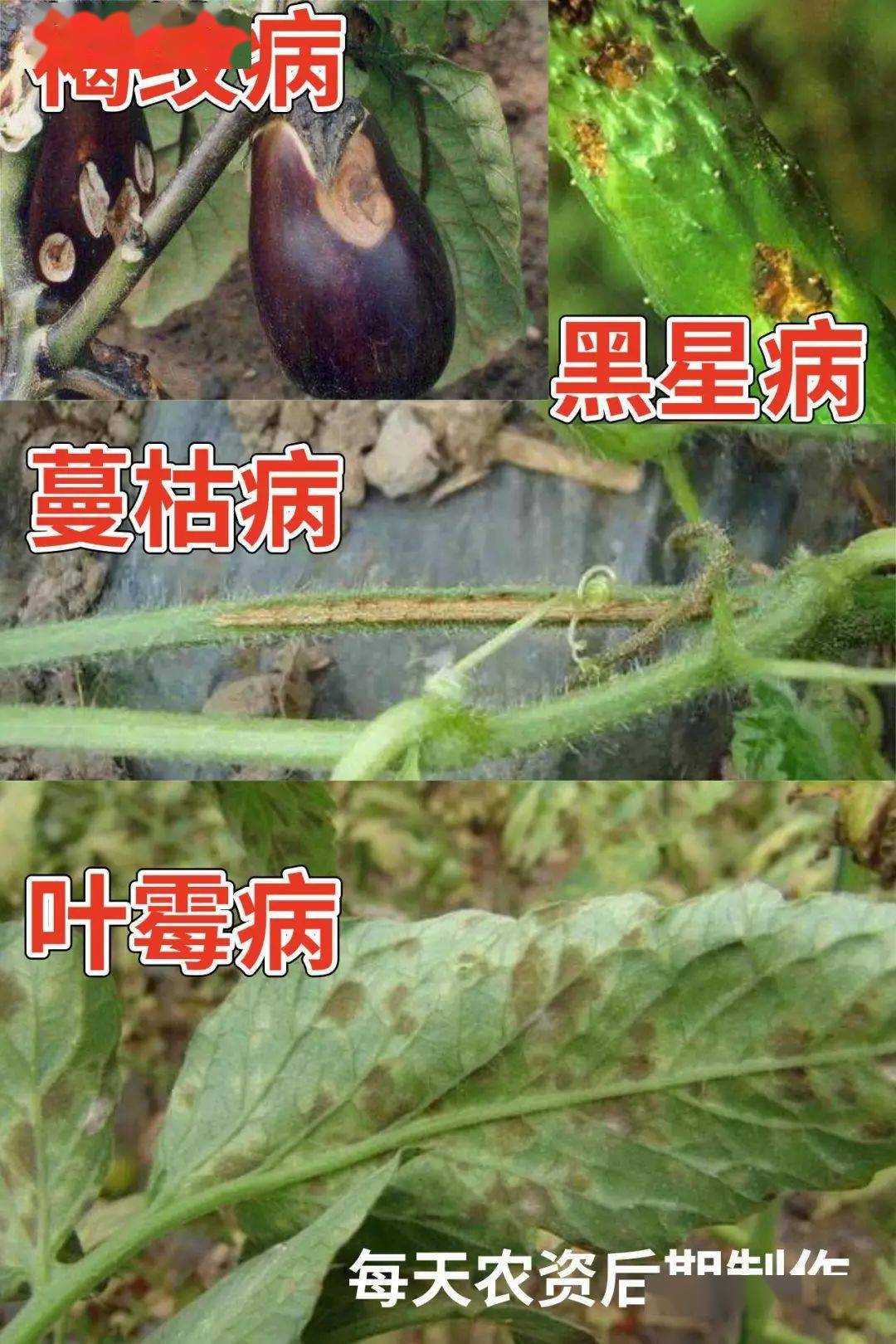 茄子褐纹病,叶斑病,西瓜和甜瓜的炭疽病,蔓枯病,黄瓜的黑星病,炭疽病