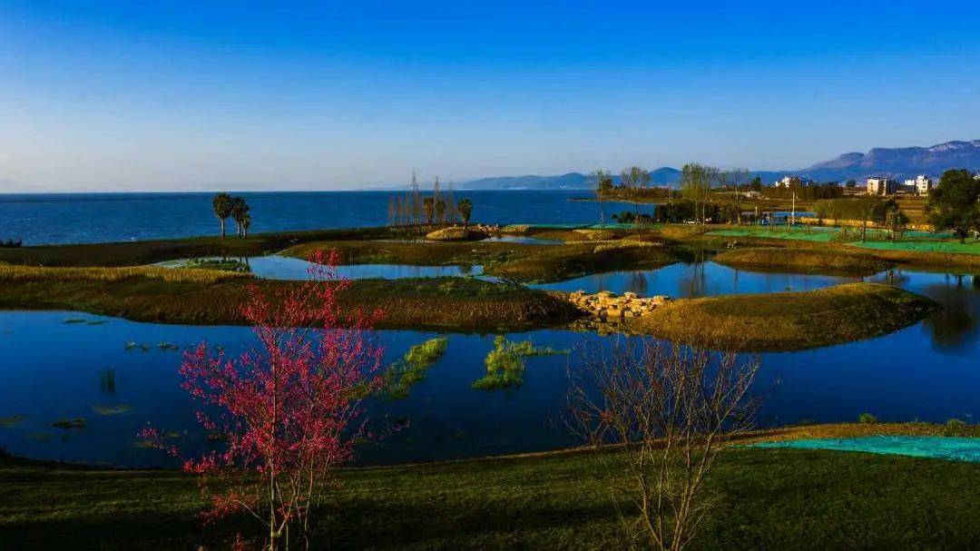 滇池湿地:春暖花开 海晏河清