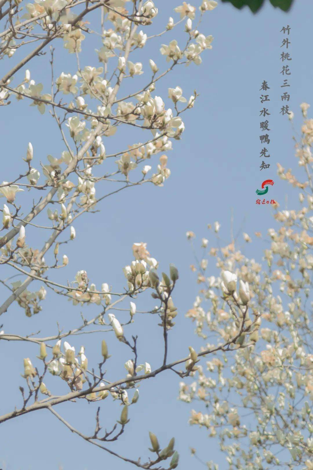 【独家】沭阳春景壁纸来袭,请查收!(01)