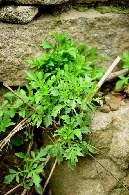 收藏你不知道的春季著名野菜大全都在这里