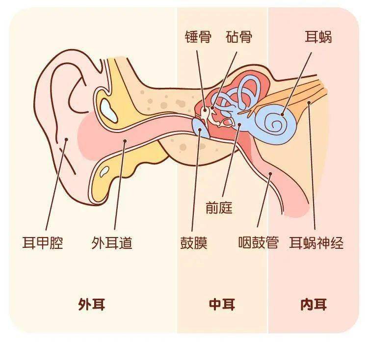耳朵的结构和功能