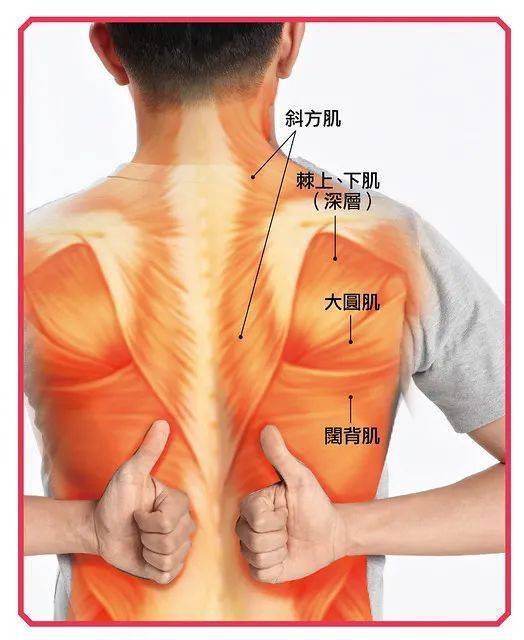 分享背脊肌筋膜照护百科解剖书的读后心得