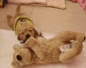 铲屎官把小金毛屋米抱回家时,它才一个月大,担心小家伙离开妈妈会