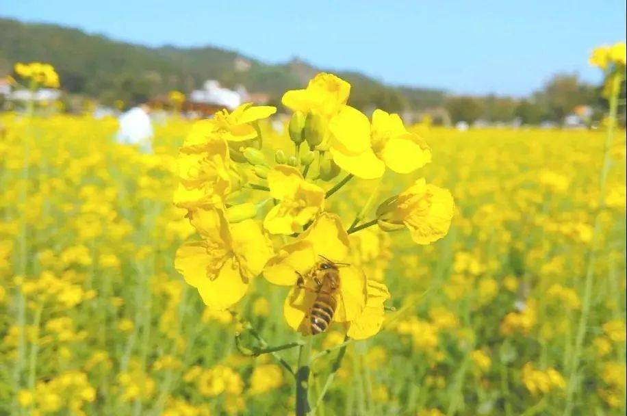 0649赏花藏不住了油菜花海花力全开颜值更胜婺源