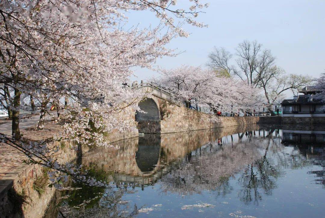 春行江南百花开,无锡樱花,兴化油菜花,玄武湖探春.