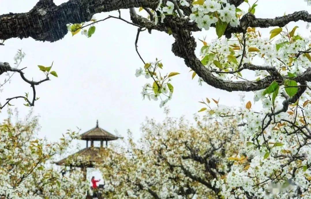 余香乍入衣" 花期:4月初 赏花地:三台山国家森林公园,梨园湾,泗阳百年