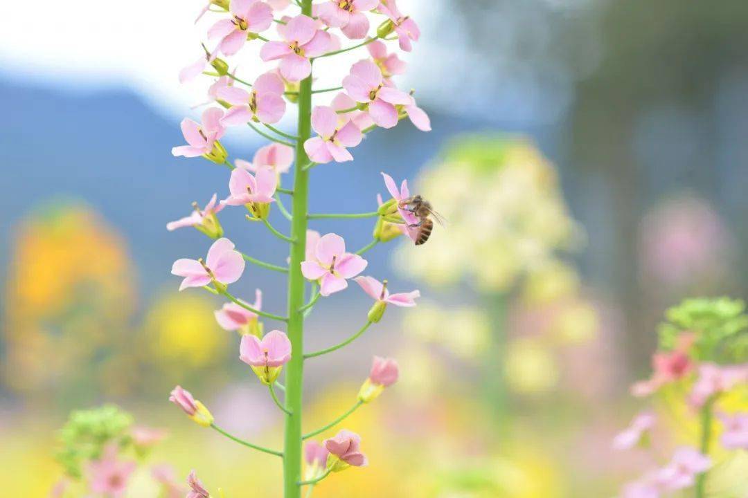 平阳惊现彩色油菜花田,美翻!