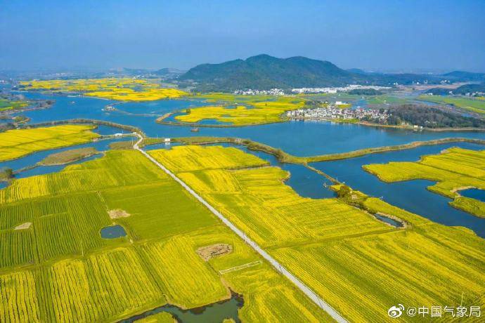 入春时间较往年偏早芜湖响水涧油菜花提前开放