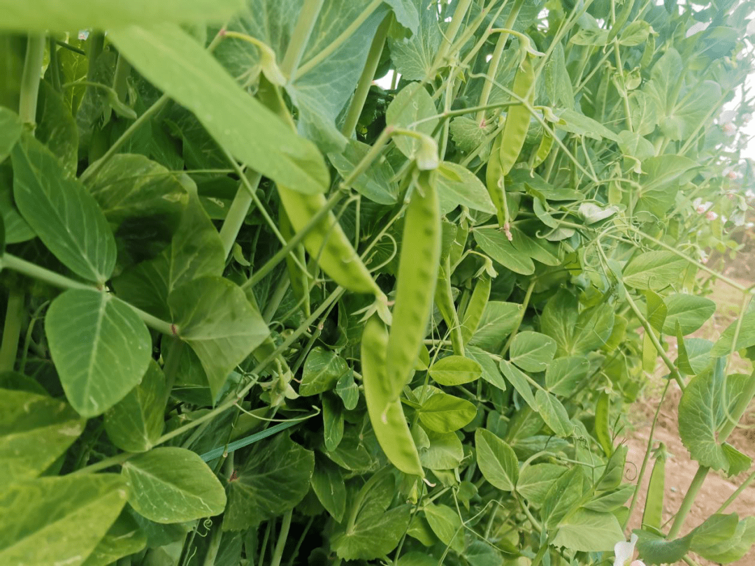 科普小知识:荷兰豆是豆科豌豆属,一年生缠绕草本,圆身的又称蜜糖豆或