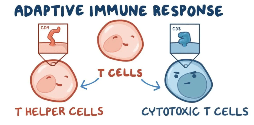 为大家介绍了cd4和cd8分子:通常,ctl表达cd8分子,th细胞表达cd4分子