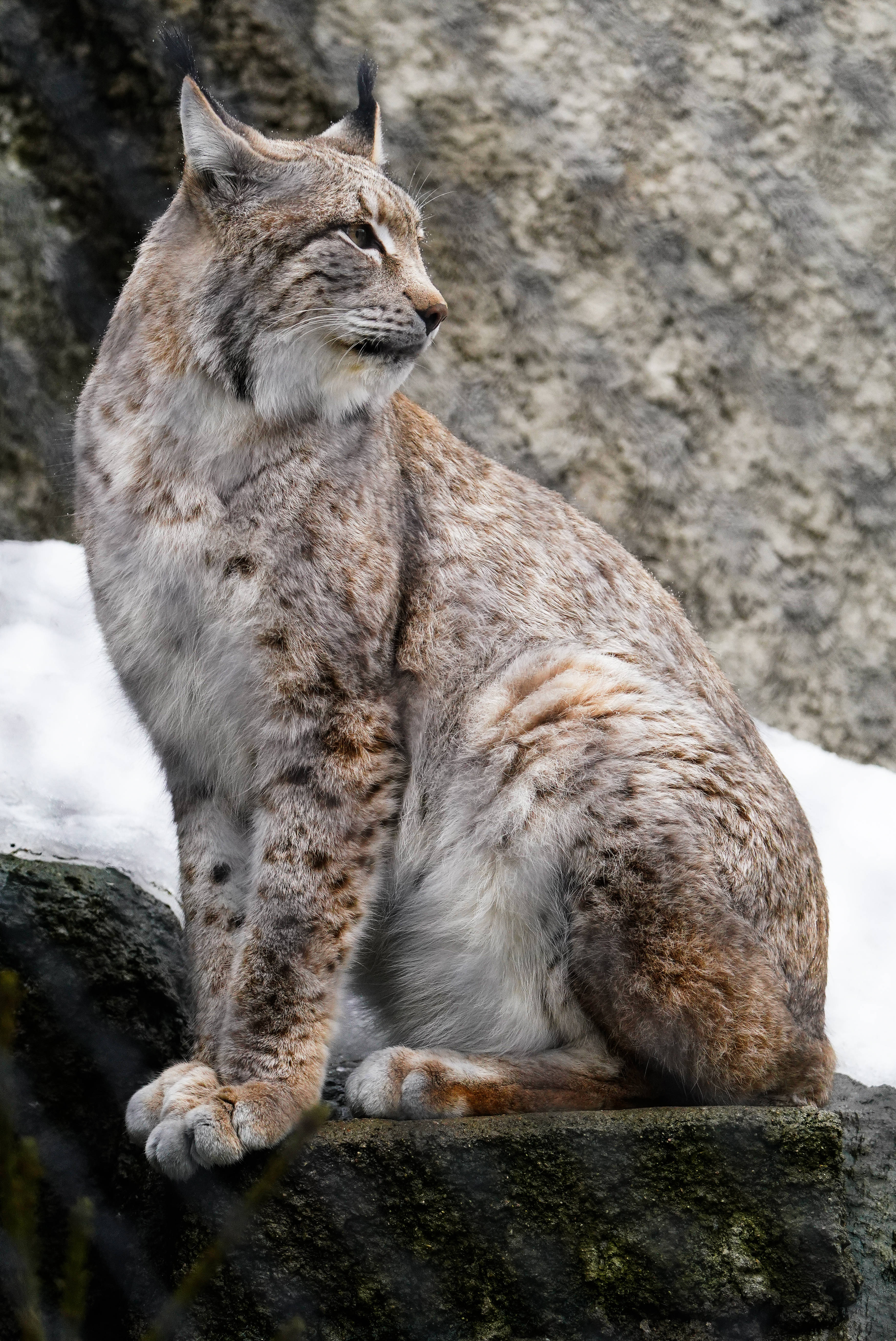 这是3月4日在俄罗斯莫斯科动物园拍摄的雪地里的猞猁.