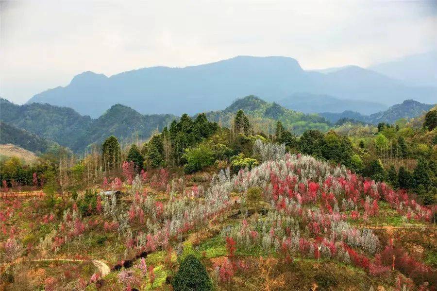 大邑县-鹤鸣镇大坪村大坪山 民宿农家乐推荐: 吴三祥竹韵农家,花香果