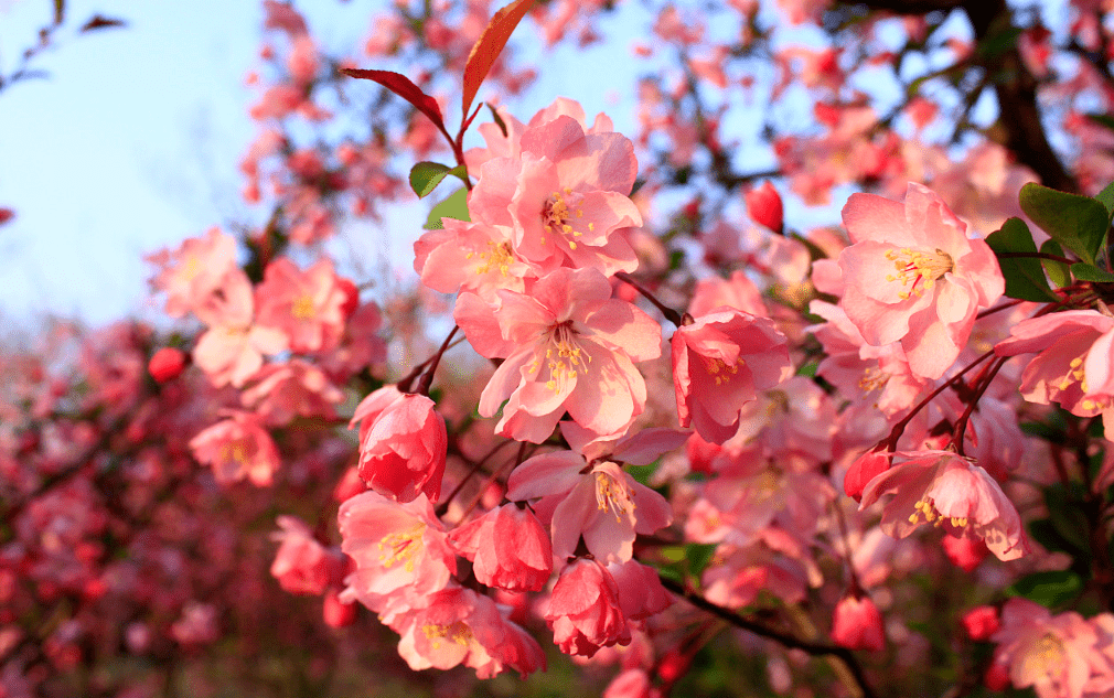 樱桃花