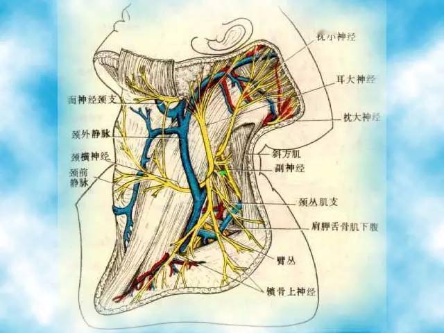 颈部软组织引起枕大神经痛原因及处理策略