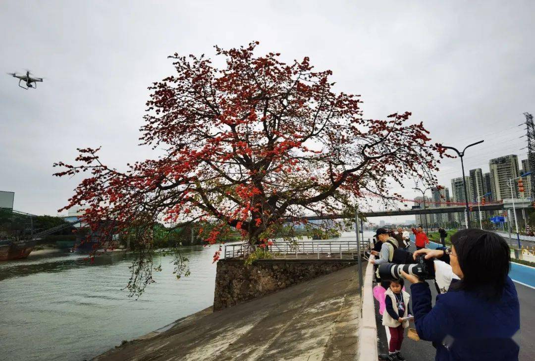 在佛山多个街头,木棉花开红艳如火 南海桂城尖东河岸有棵网红木棉花!