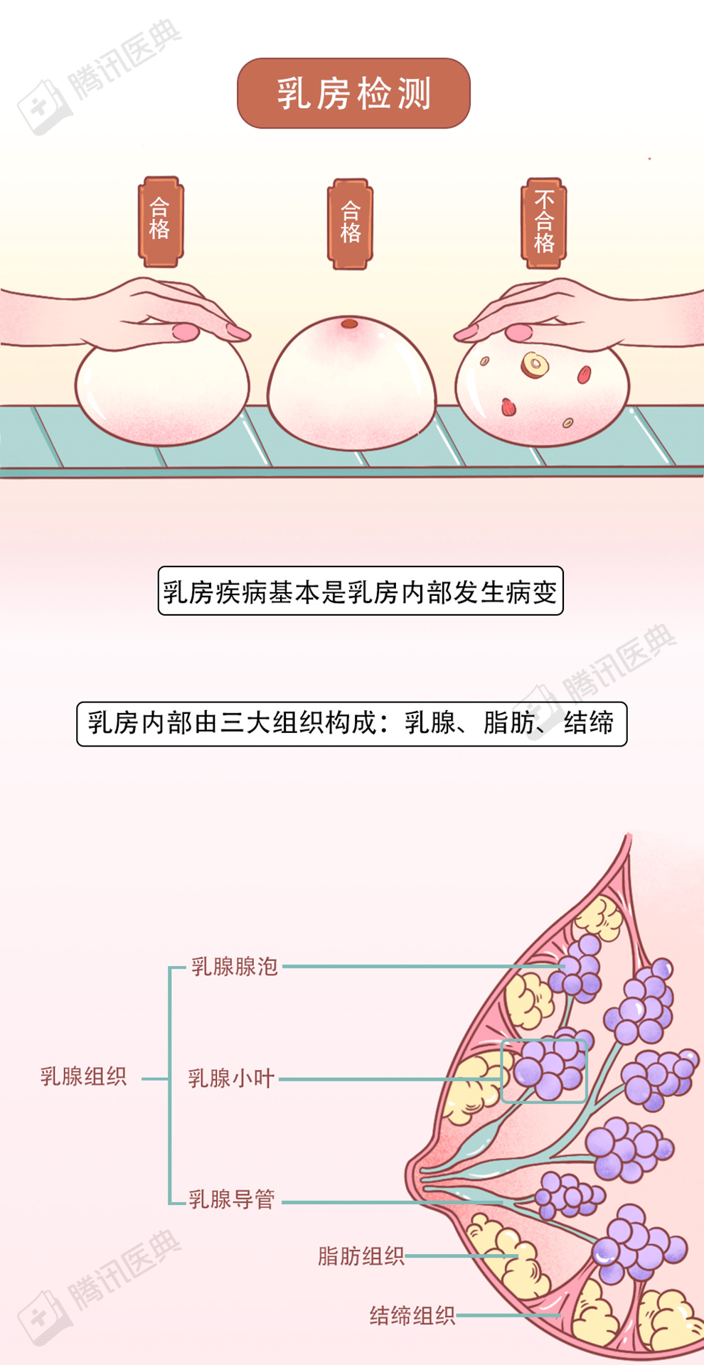 乳房保养的 5 个秘密, 你以前可能搞错了_乳腺