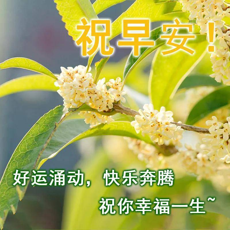 原创早上好!新的一天,祝事事顺心如意,愿你开心快乐