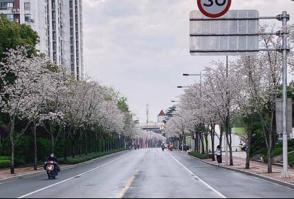 滨湖路(新松江路至文翔路)永乐路(永清路至宝东路)滨湖路和江湾城路