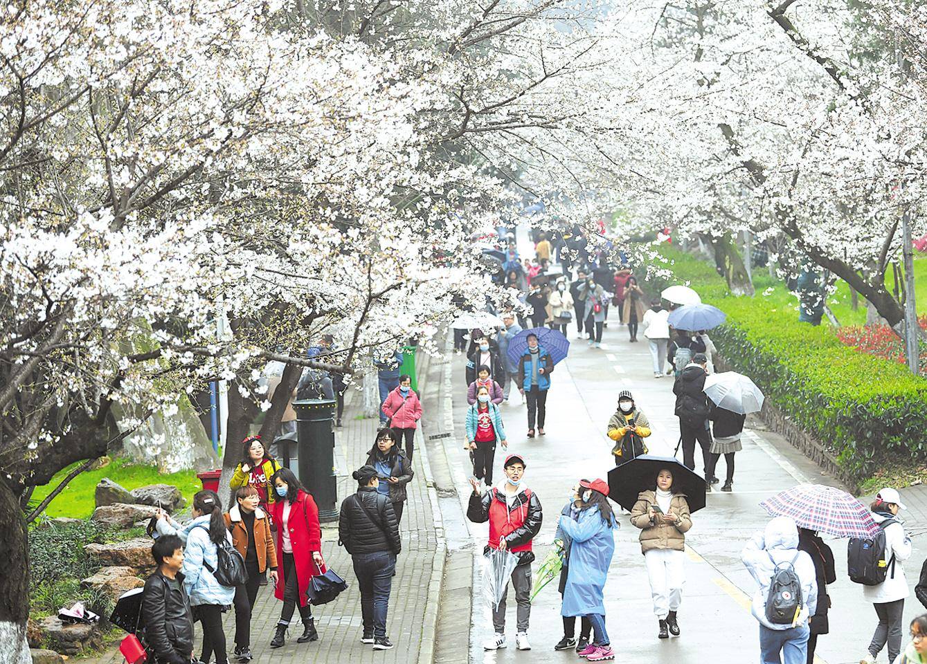 武大樱花对公众开放首日 抗疫医护人员与游客共赏雨樱