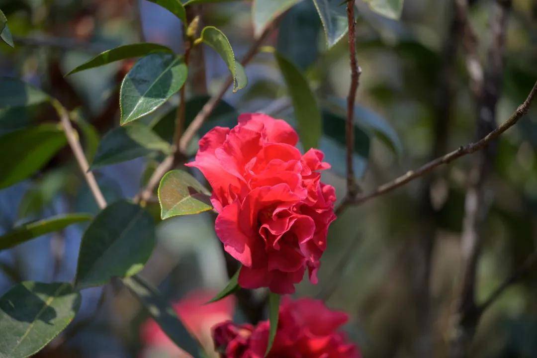 为什么说云南山茶花的原生地和发源地是腾冲看完你就明白了