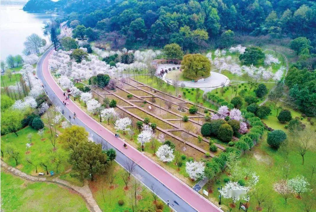 樱花地点:团城山公园,桂花广场花期:2月梅花注意收藏哦黄石四季赏花